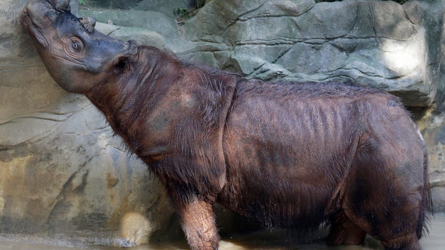 Rhinos Breeding Broth_Cala.jpg